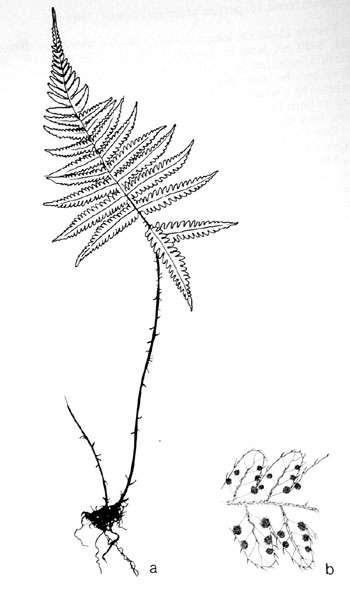 Phegopteris connectilis